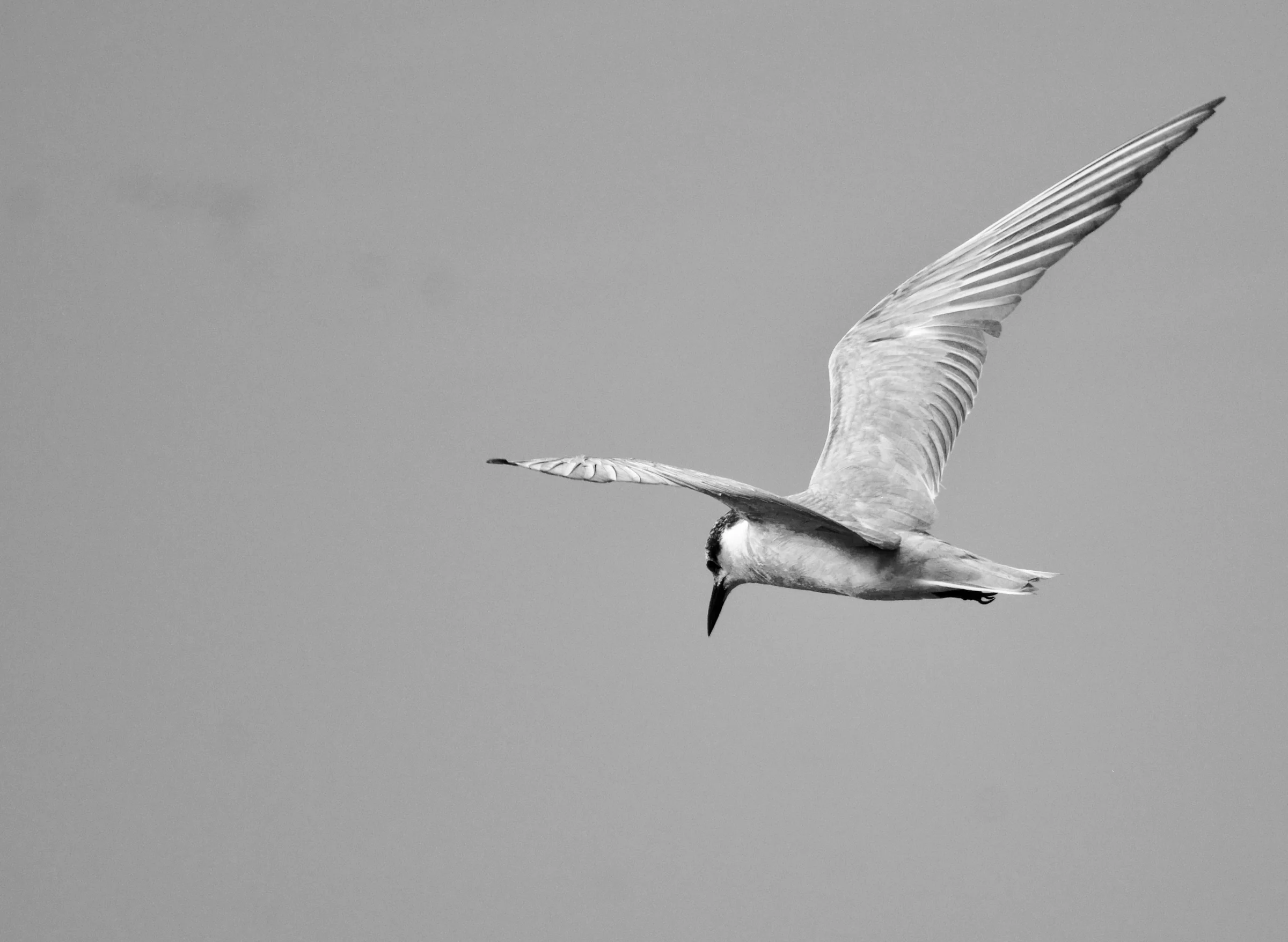 A river tern with wings outstretched and upswept mid-flap, it's head facing down the river hunting for fish